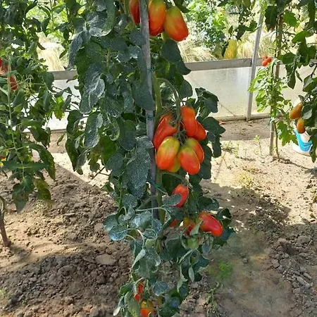 ベッド・アンド・ブレックファスト Rb 3*